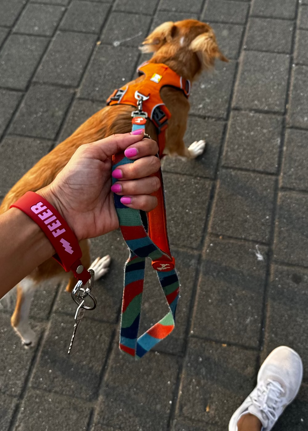 girl walking a dog on a leash
